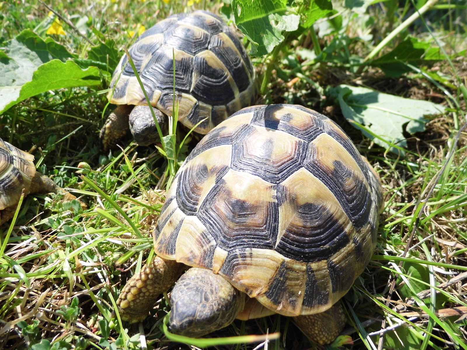 Home - Tortoises 4 You . Shop