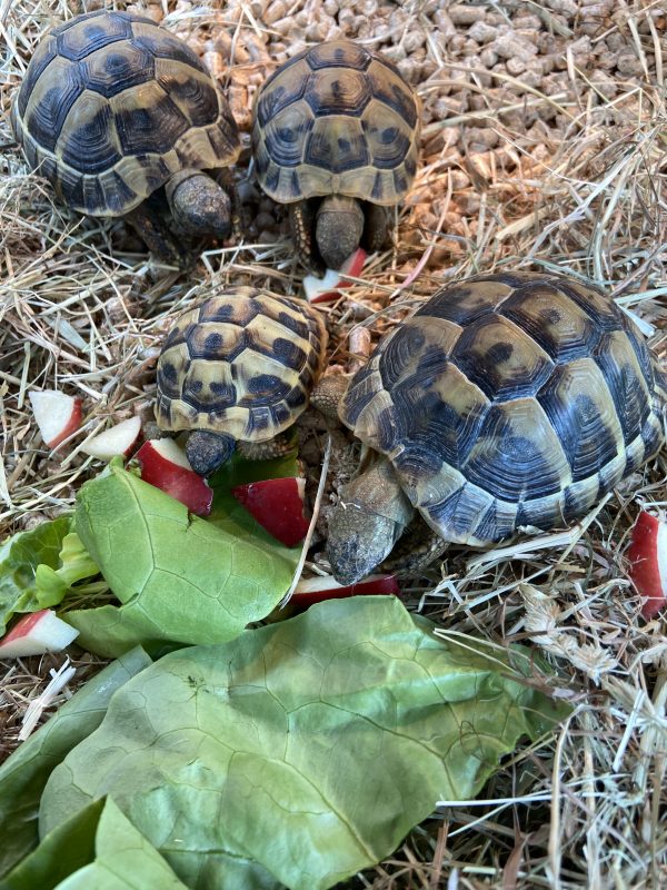 Group of four Hermann’s tortoises