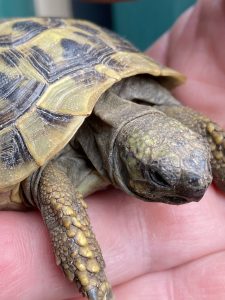 Rescue tortoise