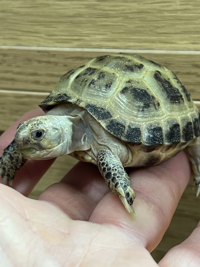 Pet tortoise for sales sale