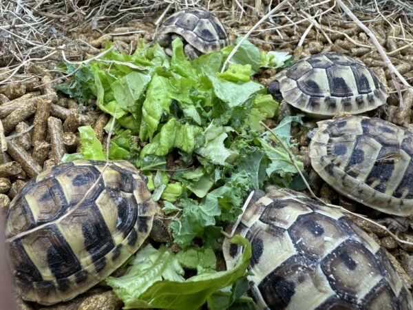 HERMANN’S Garden Tortoises Captive bred 2023/2024 BUY TWO Special Deal this week. - Image 3