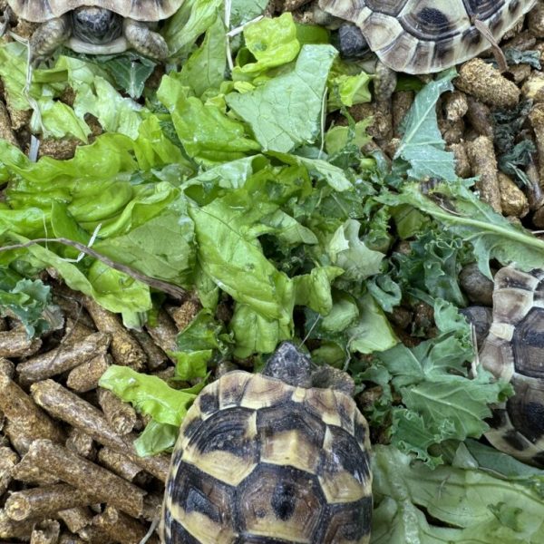 Hermann’s tortoises captive bred in 2024