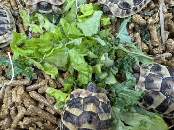 HERMANN’S Garden Tortoises Captive bred 2023/2024 BUY TWO Special Deal this week. - Image 4