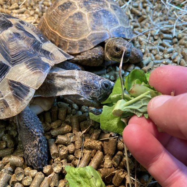 Lovely cute Hermann’s Tortoises