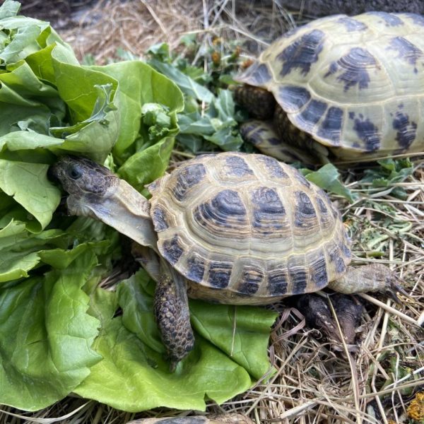 Horsfield Garden tortoises