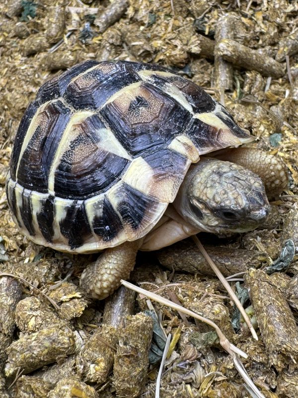 Complete Indoor Set Up with TWO Hermann’s Tortoises bred in 2023/2024 - Image 5