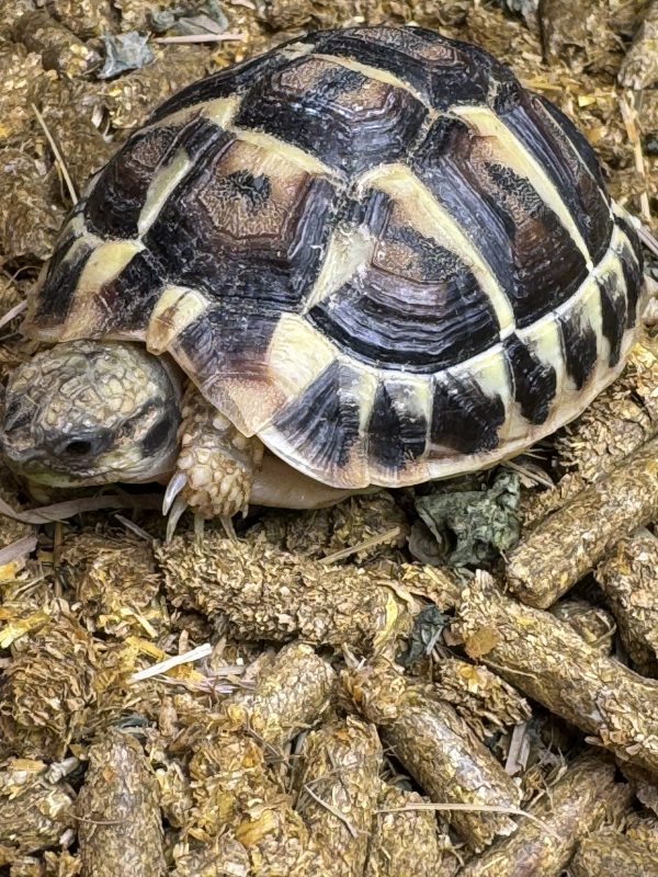 Complete Indoor Set Up with TWO Hermann’s Tortoises bred in 2023/2024 - Image 3