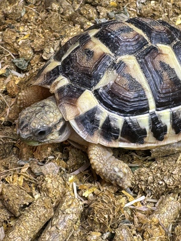 Dwarf Tortoise with Indoor Set Up