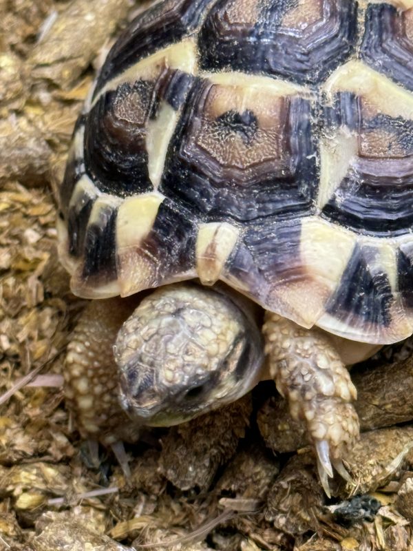 Complete Indoor Set Up with TWO Hermann’s Tortoises bred in 2023/2024 - Image 4