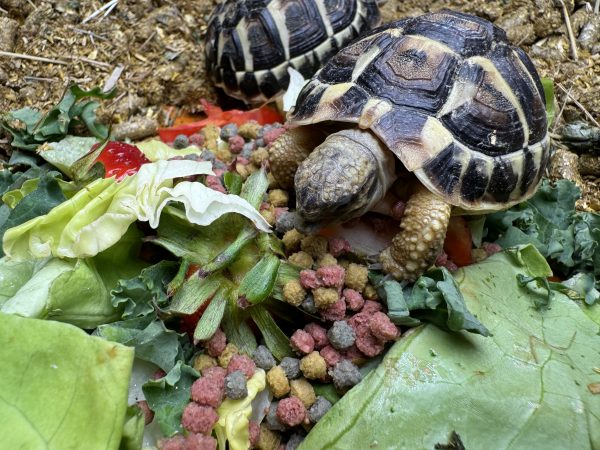 Complete Indoor Set Up with TWO Hermann’s Tortoises bred in 2023/2024 - Image 8