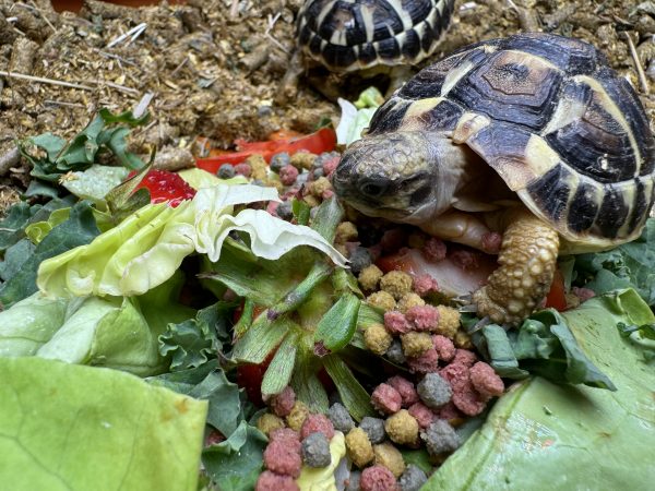 Complete Indoor Set Up with TWO Hermann’s Tortoises bred in 2023/2024 - Image 7