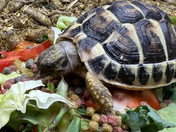 Complete Indoor Set Up with TWO Hermann’s Tortoises bred in 2023/2024 - Image 10