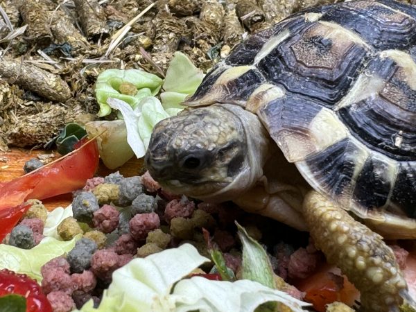 Complete Indoor Set Up with TWO Hermann’s Tortoises bred in 2023/2024 - Image 9