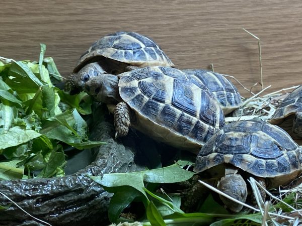 Trade offer of Hermann’s Tortoises