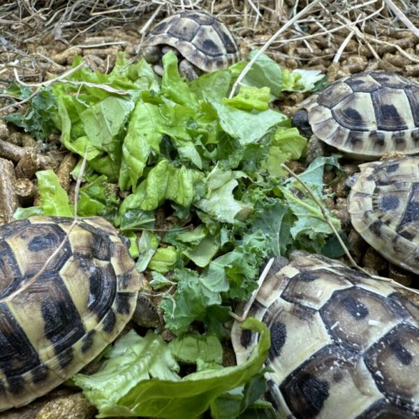 Hermann’s Garden tortoise bred in 2023