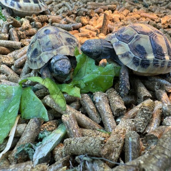 hermann’s tortoises captive bred 2024 