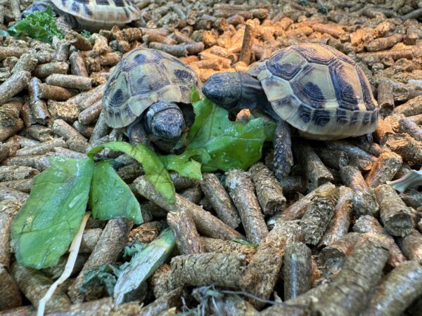 Hermann’s tortoise
