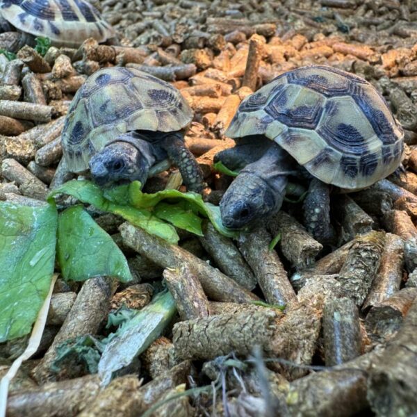 Hermann’s Garden tortoises bred in 2023