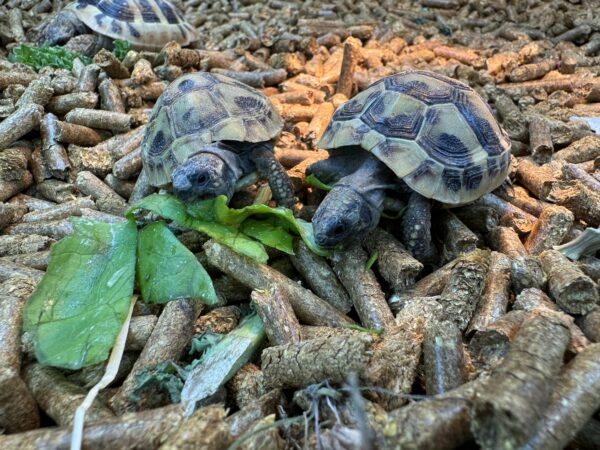 Hermann’s Tortoises bred in 2023