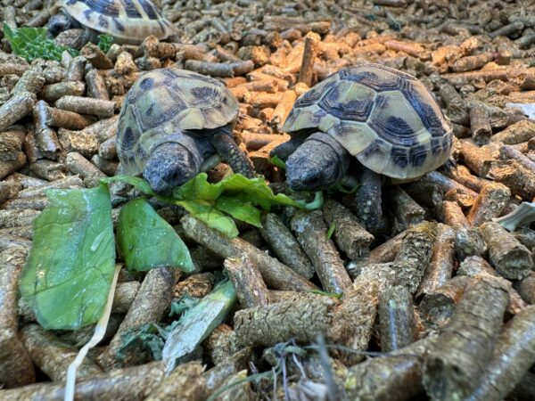 HERMANN’S Tortoises captive bred 2023/4 - Image 2