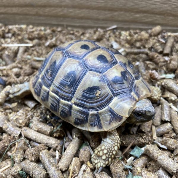 Hermann’s Tortoise 2023