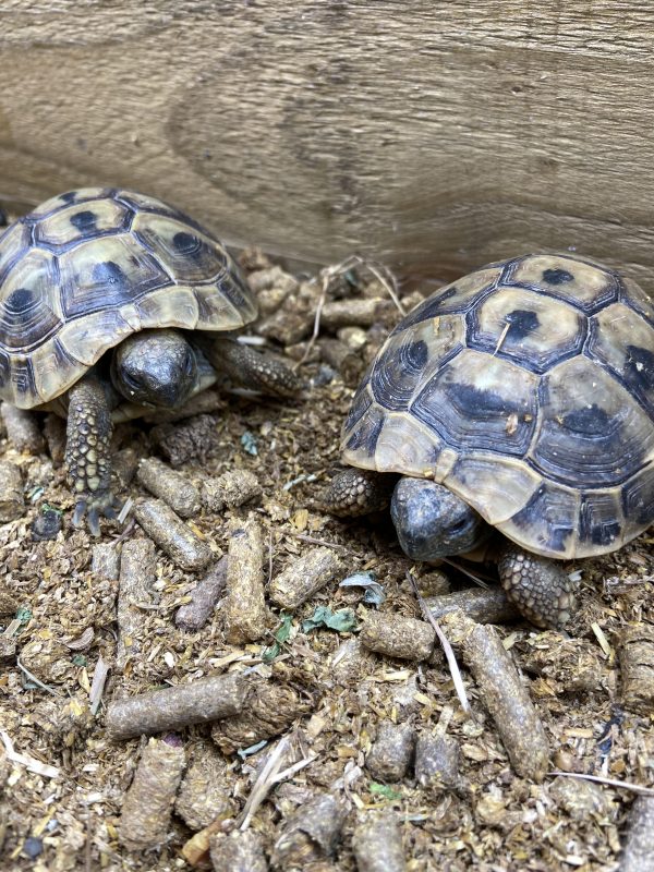 Hermann’s Tortoises special Deal BUY TWO