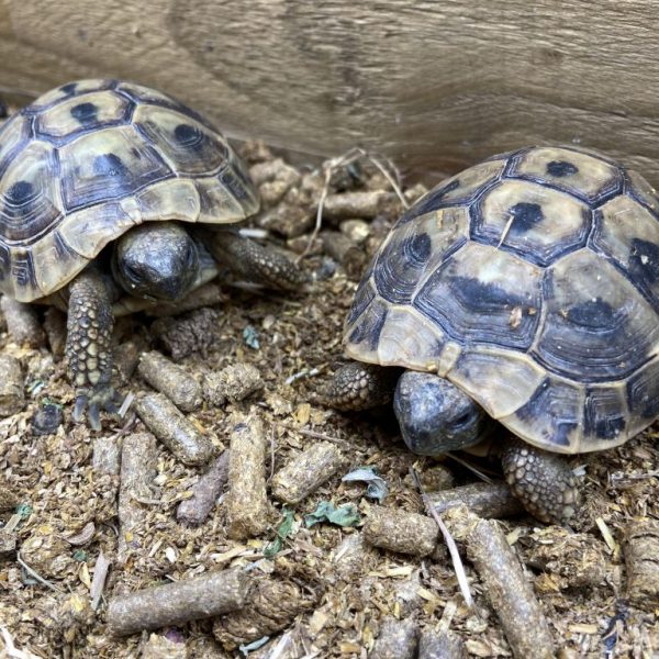 BUY TWO Garden Hermann’s tortoises this week.