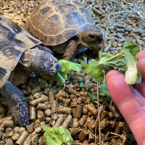 Lovely cute Hermann’s Tortoises