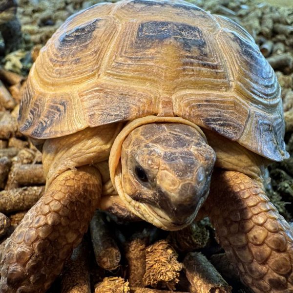 Horsfields larger garden tortoises