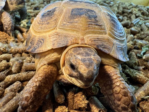 Larger Garden tortoises