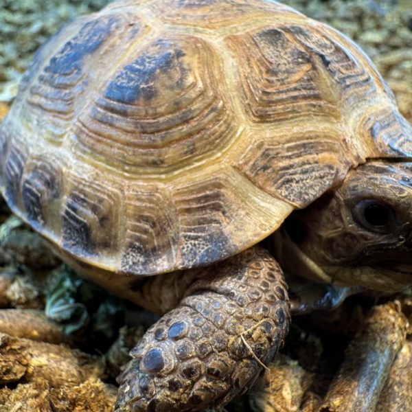 Horsfields garden tortoises larger than normally offered.