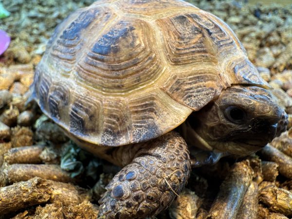 Horsfields Tortoises Larger than normally available.