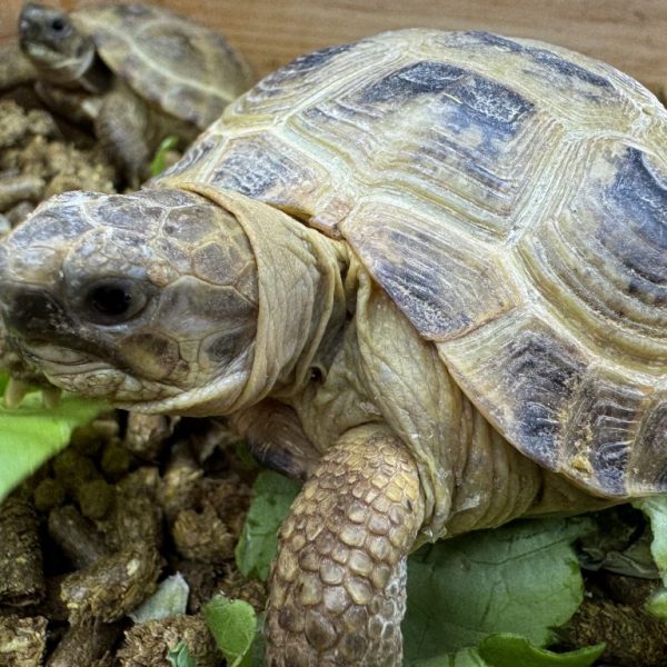 Garden tortoises