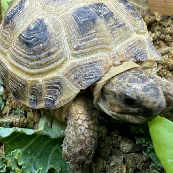 Horsfields Tortoise
