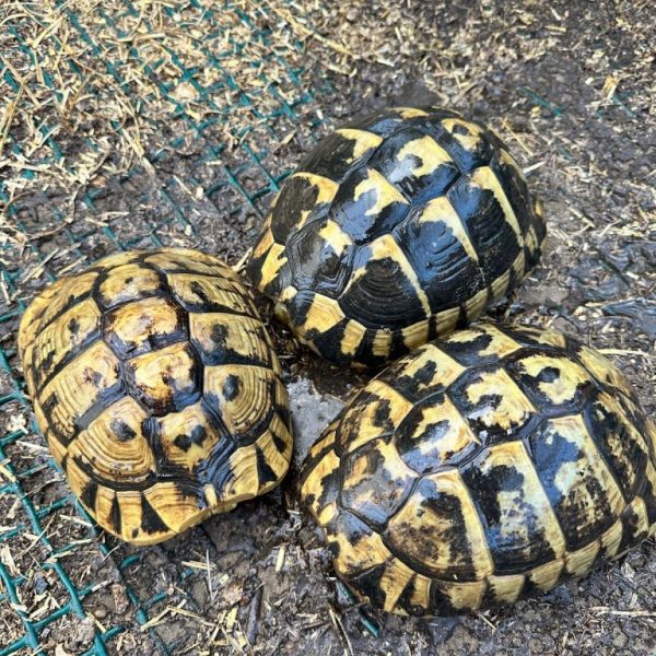 Adult breeding group of FOUR (three females and one male) 