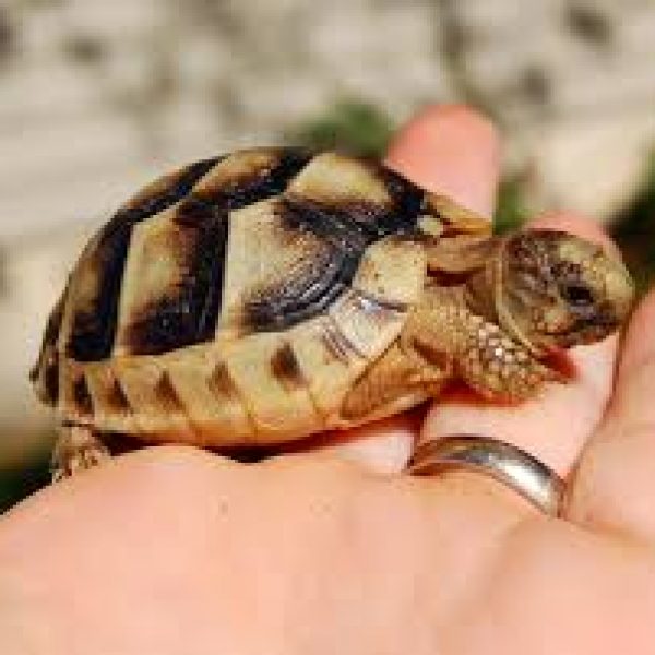 Marginated baby tortoise UK captive bred in 2024