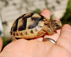 Marginated baby tortoise UK captive bred in 2025