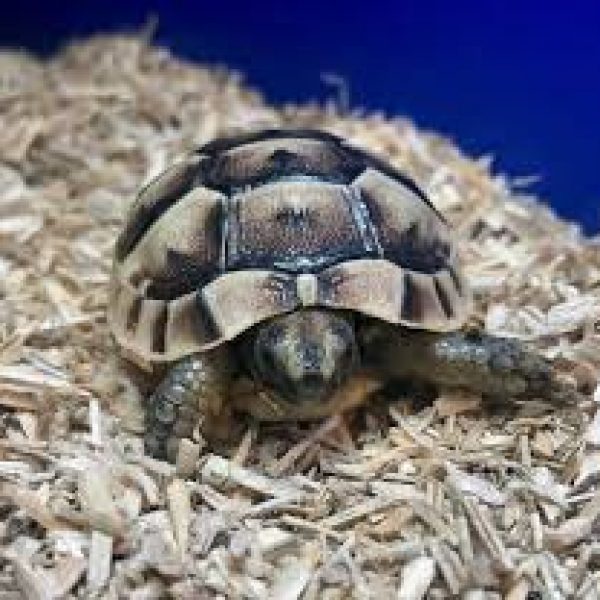 Greek Spur Thighed Baby tortoises. UK captive bred in 2024. 