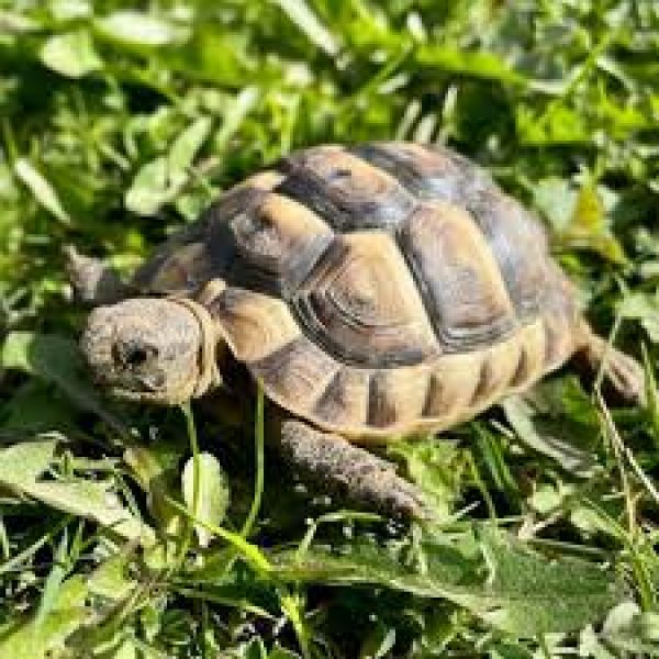 Greek Spur Thighed Baby tortoises. UK captive bred in 2024. 