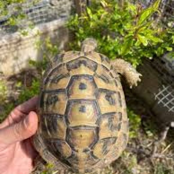 Testudo hermanni Hercegovinensis. A small adult tortoise.