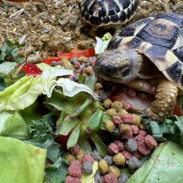 Western Dwarf Hermann’s tortoises