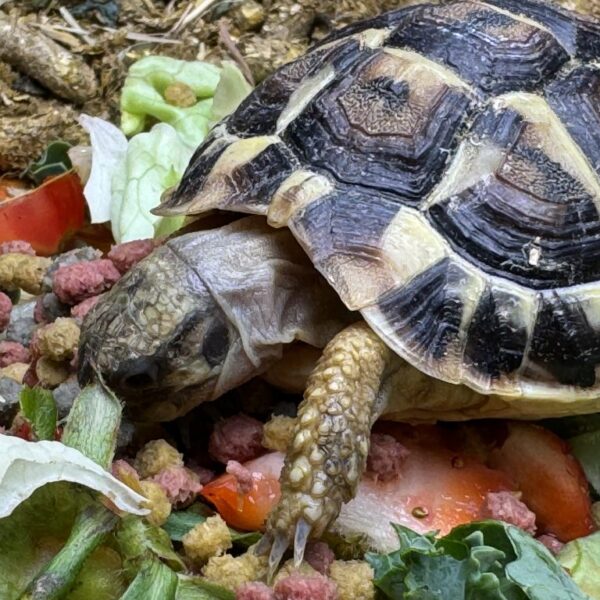 DWARF Hermann’s Tortoises