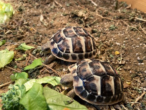 Complete Indoor Tortoise Table Kit with ONE Dwarf Hermann’s Tortoise Captive bred Summer 2024. - Image 6