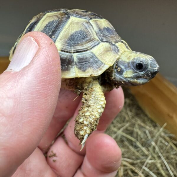 Dwarf Hermann’s tortoise, 2024 UK bred