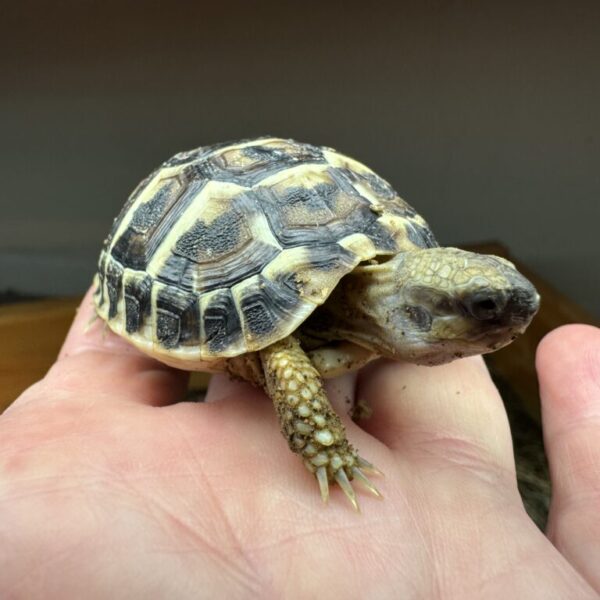 Complete Indoor Tortoise Table Kit with ONE Dwarf Hermann’s Tortoise Captive bred Summer 2024.