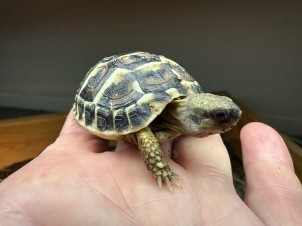 Complete Indoor Tortoise Table Kit with ONE Dwarf Hermann’s Tortoise Captive bred Summer 2024.