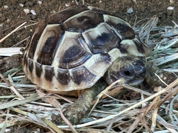 Complete Indoor Tortoise Table Kit with ONE Dwarf Hermann’s Tortoise Captive bred Summer 2024. - Image 5