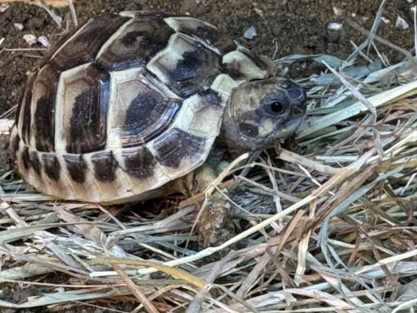 Complete Indoor Tortoise Table Kit with ONE Dwarf Hermann’s Tortoise Captive bred Summer 2024. - Image 4