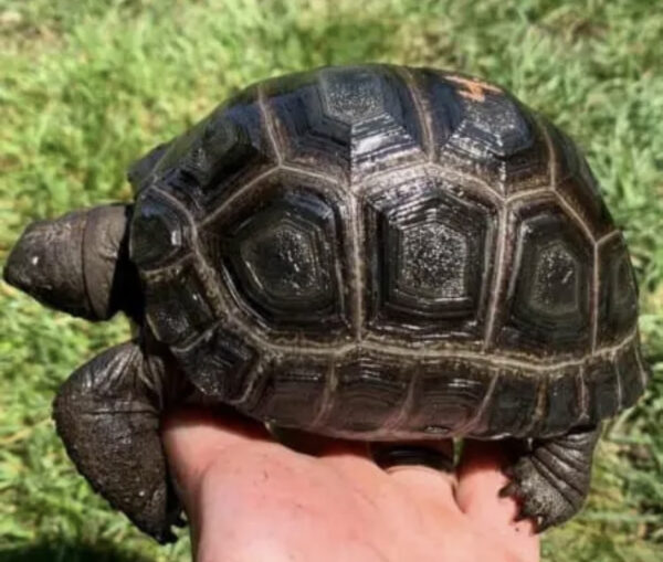 Aldabra Tortoise babies