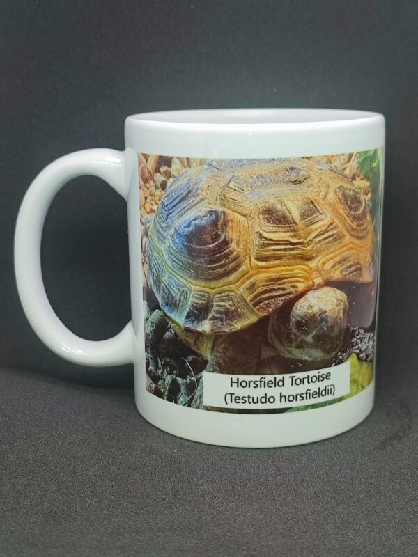 Horsfield tortoise mug 11oz